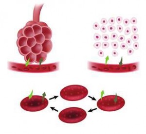 solunum şekil şeması