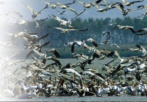 manyas kuş cenneti