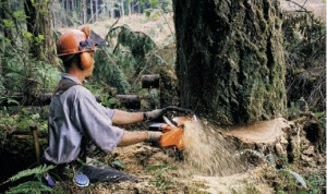 yağmur ormanlarında ağaç kesimi