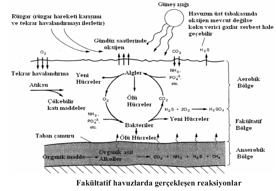 Fakültatif havuzlarda gerçekleşen reaksiyonlar