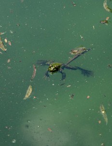 Kirli su görüntüsü