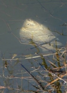Kirli suda canlılar yaşayamaz