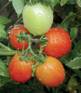 terleme benzeri yoğuşma