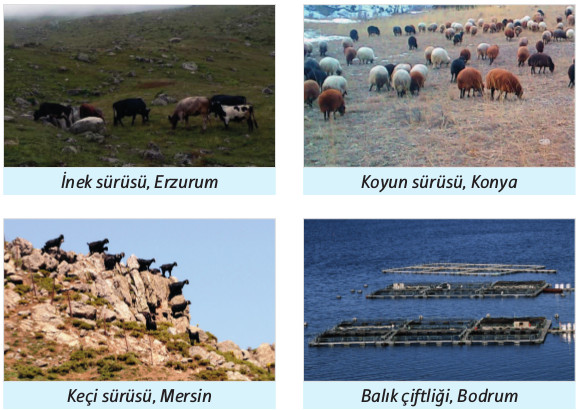 bölgemizin ekonomik faaliyetleri