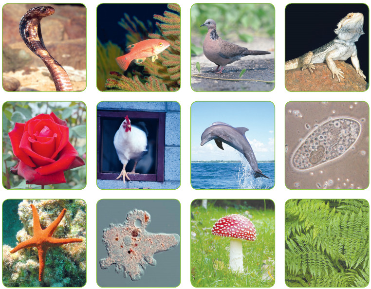 çevremizde gördüğümüz bitki ve hayvanlar