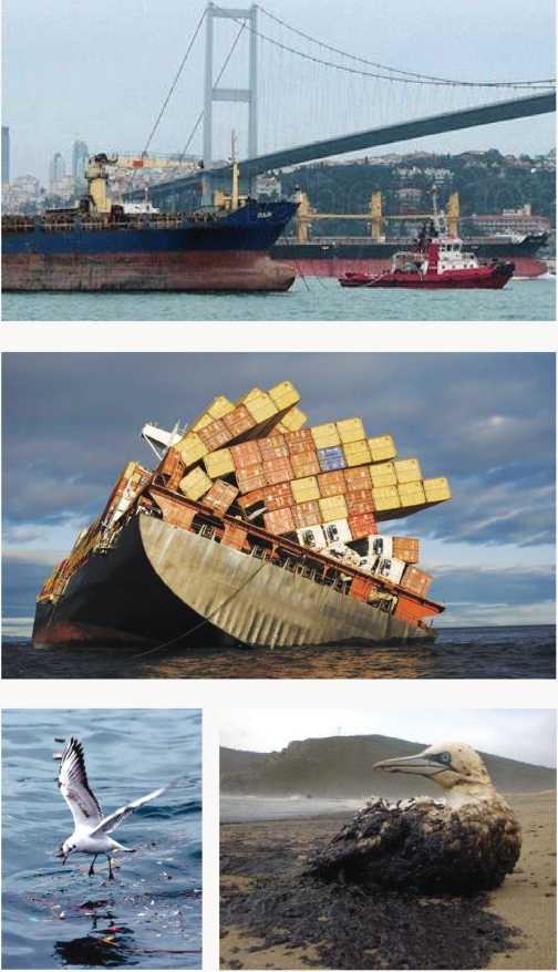 tanker kazasının canlılara verdiği zararlar