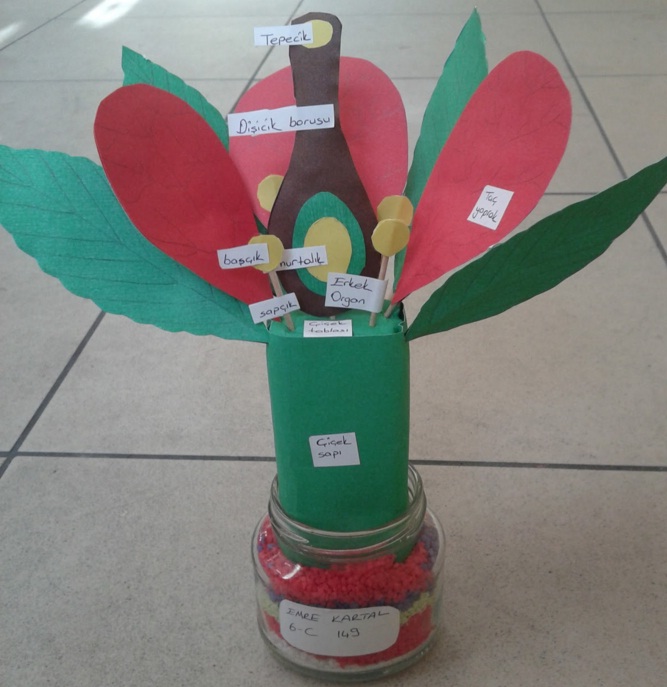 6. sınıf çiçeğin kısımları modeli