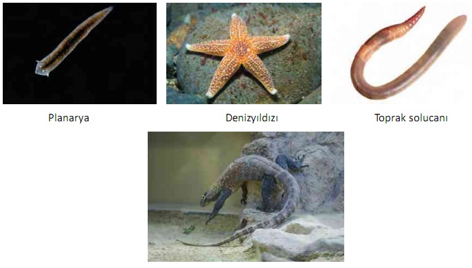 Rejenerasyonla üreyen canlılar