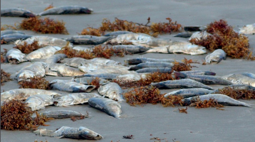 balık türleri neden azalıyor