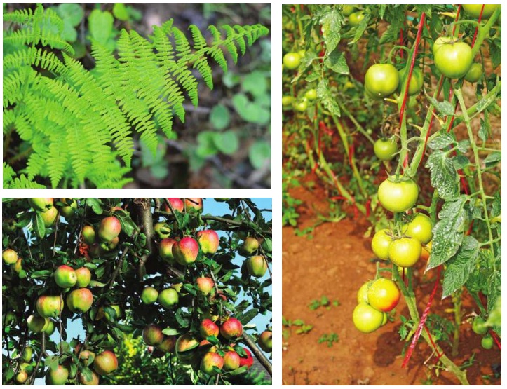 bitkilerden yeni bitkilerin oluşumu