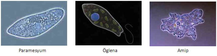 bölünerek üreyen canlılar