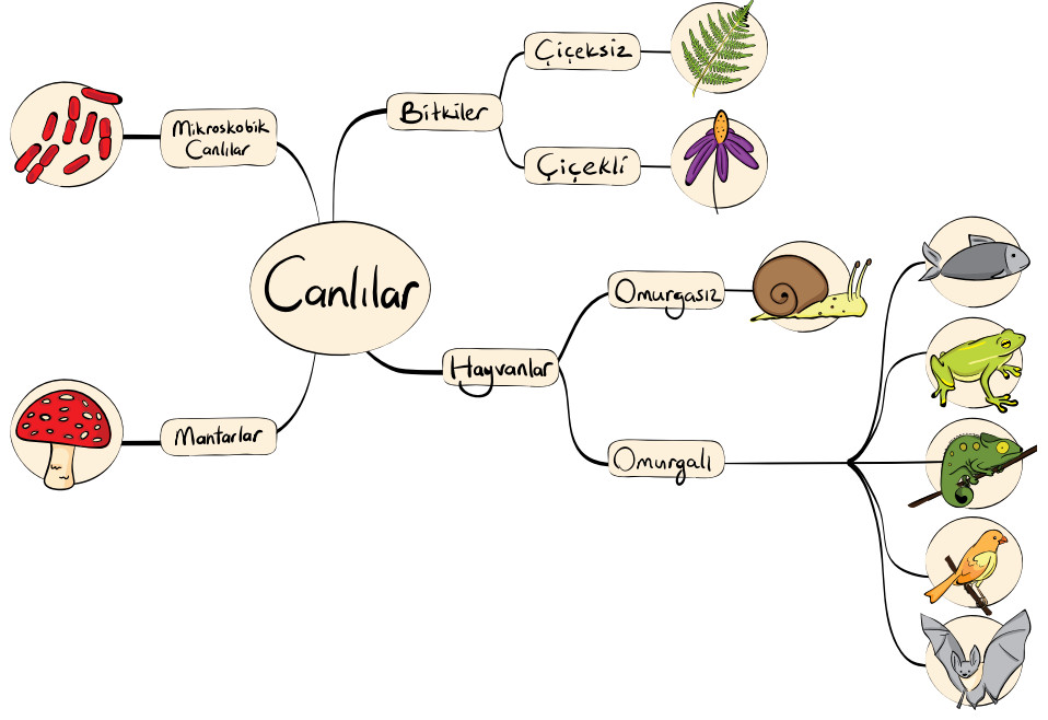 canlıları sınıflandırma şeması