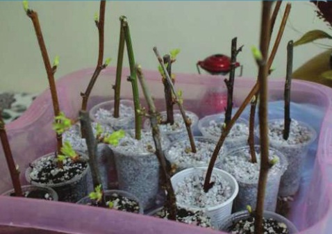 çelikleme ile üzüm fidanı üretimi