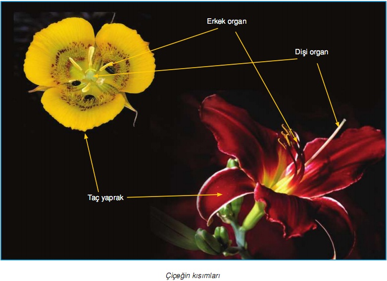 çiçeğin kısımları
