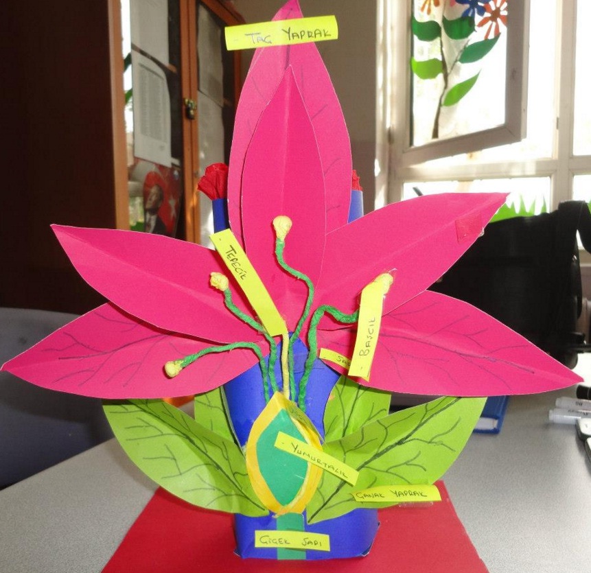 çiçeğin tüm kısımlarını gösteren model