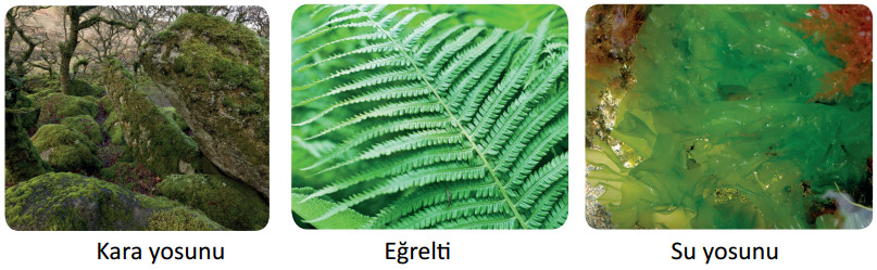 çiçeksiz bitki örnekleri