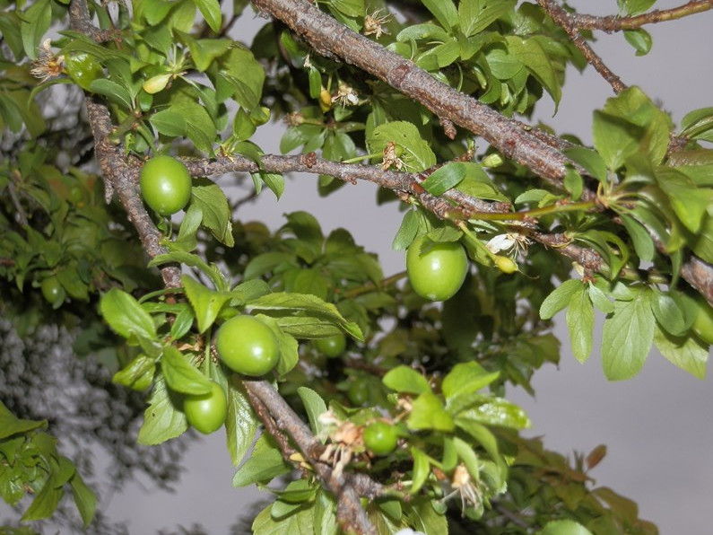 erik meyvelerinin oluşumu