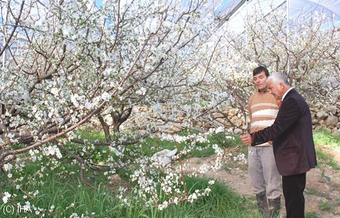 eriklerin çiçek açması