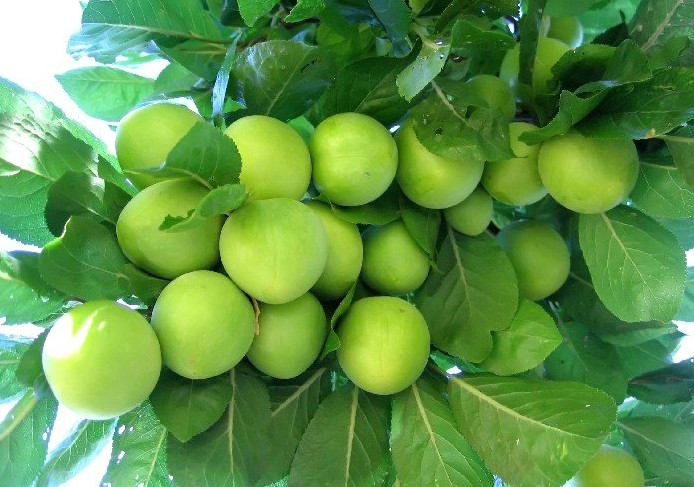 eriklerin olgunlaşması