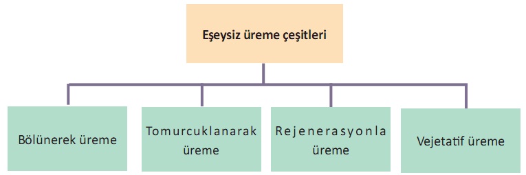 eşeysiz üreme çeşitleri