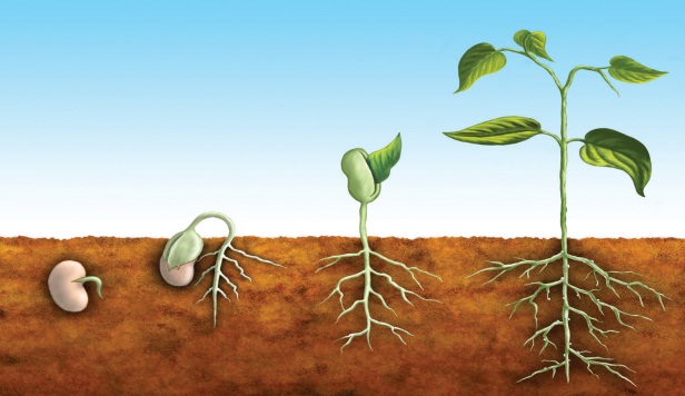 fasulyenin hayat döngüsü