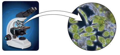 görülmeyen canlılar