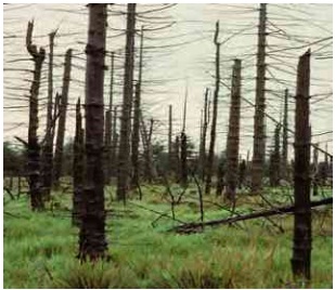 hava kirliliği asit yağmurları