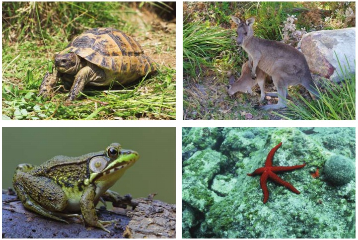 hayvanlarda çoğalma çeşitleri