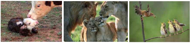 hayvanlarda üreme süreçleri