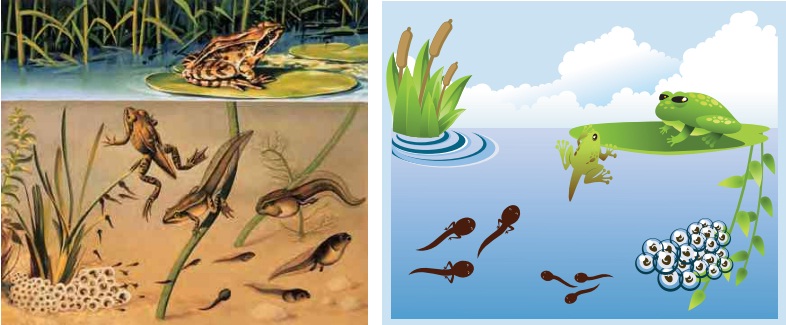 kurbağanın hayat döngüsü