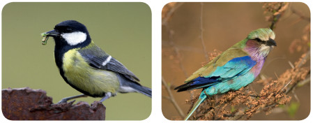 kuşlar örnekleri