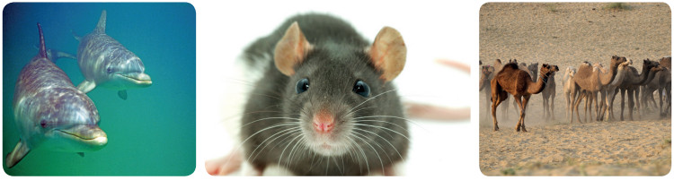 memeliler örnekleri