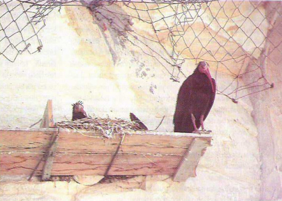 nesli tükenen kelaynak kuşu