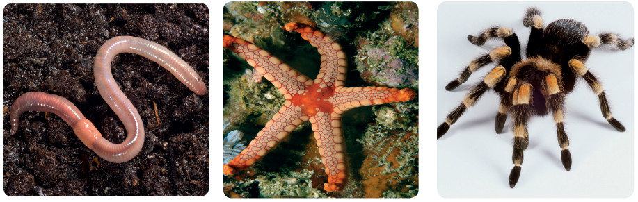 omurgasız hayvan örnekleri