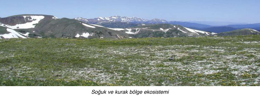 soğuk ve kurak bölge ekosistemi
