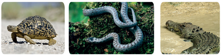 sürüngenler örnekleri