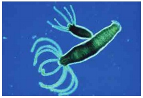 tomurcaklanak üreme