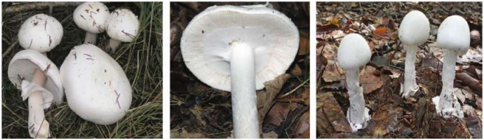 zehirli şapkalı mantar