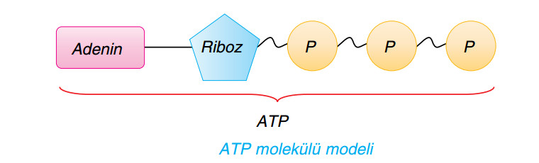 atp molekülü modeli