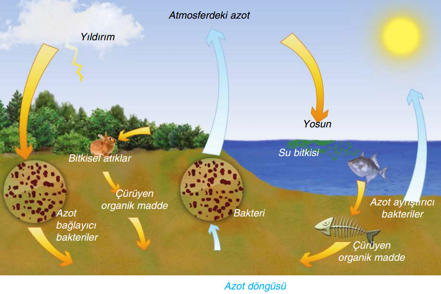 azot döngüsü resimi