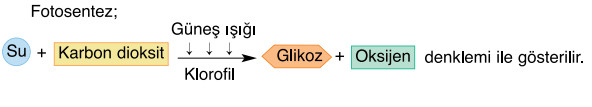 fotosentezin önemi denklemi