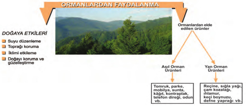 ormanlardan faydalanma şekli