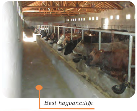 toprağın besi hayvancılığında kullanılması