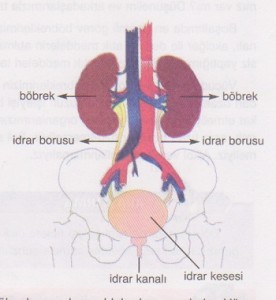 boşaltım sistemi