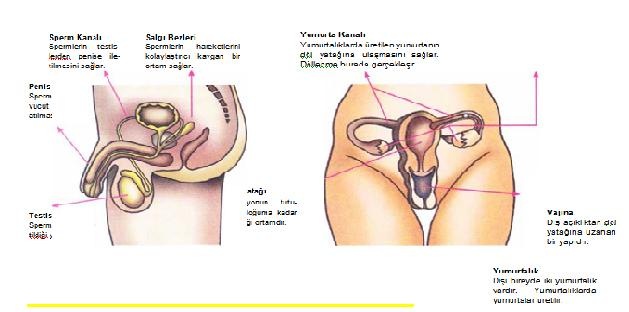 erkek ve dişi organları