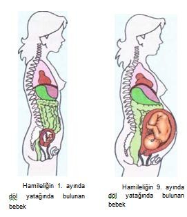 hamilelik