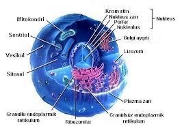 hayvan hücresi