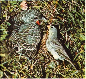 Kendisinden Daha küçük olan yetişkin bir ötücü kuş tarafından beslenen guguk kuşu