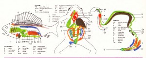 Kemikli balık kurbağa karayılan anatomisi