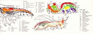 Tatlı su istakozu, örümcek, kanatlı böcek anatomisi ve organları